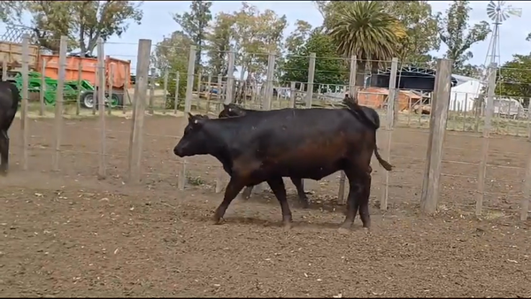 Lote 5 Vaquillonas 1 a 2 años ANGUS en OMBUES DE LAVALLE