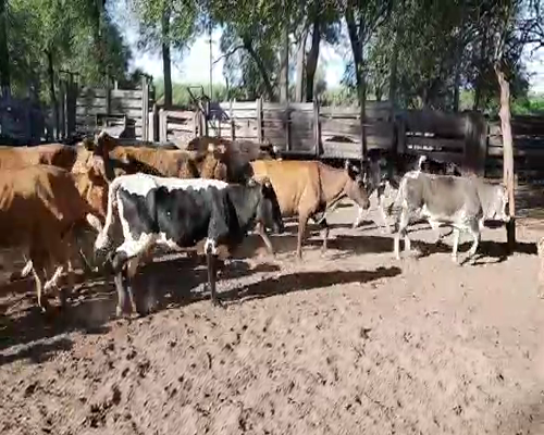 Lote 50 Terneros/as en Monte Quemado, Santiago del Estero