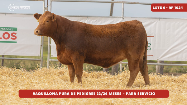 Lote VAQUILLONA PURA DE PEDIGREE - 22/24 meses - sin servicio