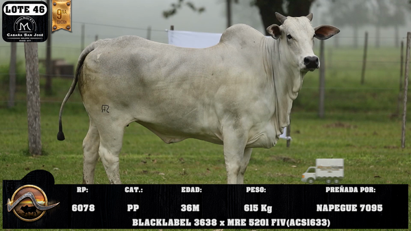 Lote LOTE 46