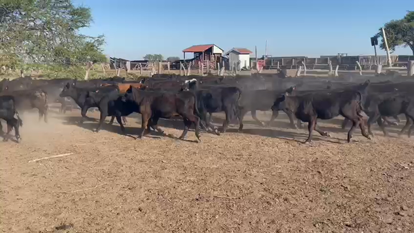 Lote 226 Terneras en Los Conquistadores, Entre Ríos