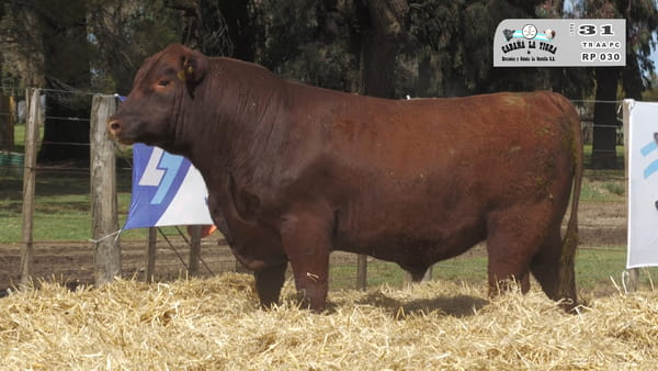 Lote TOROS PUROS CONTROLADOS