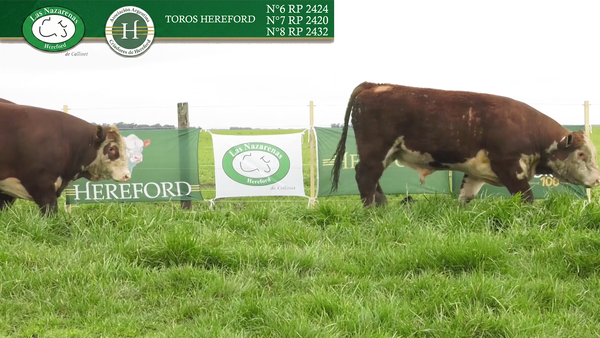 Lote Toros Polled Hereford Puros Registrados - Cabaña Las Nazarenas