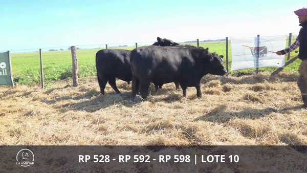 Lote TOROS PUROS POR CRUZA