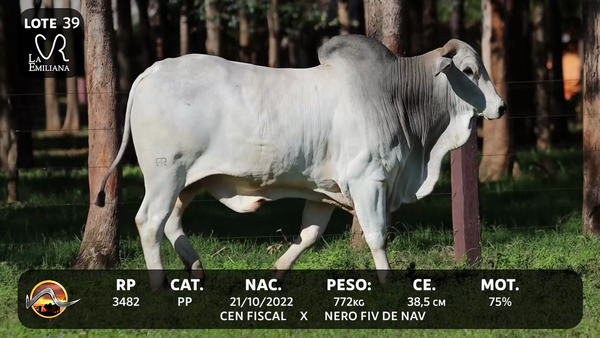 Lote LOTE 39
