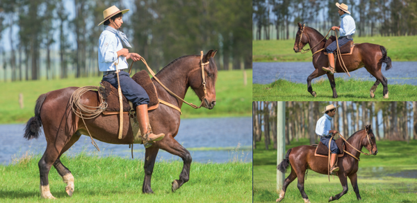 Lote EL GAVILÁN NUTRIERO