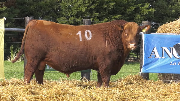 10 -  40044C* — TOROS ANGUS PURO CONTROLADO