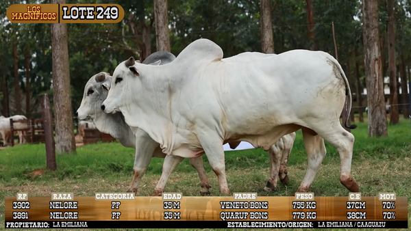 Lote LOTE 249 - VIVO