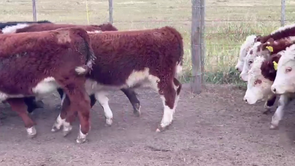 Lote 74 TERNS. MACHOS, CNEL. SUAREZ, BS. AS.