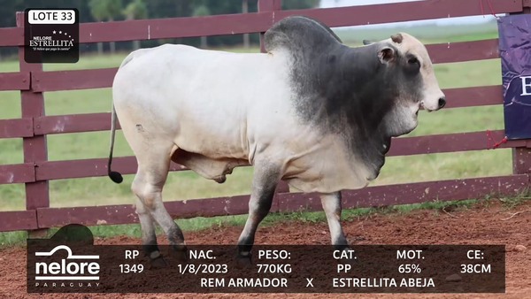 Lote LOTE 33