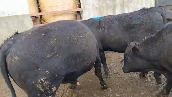 Lote 17 Torete en Futrono, XIV Región Los Ríos