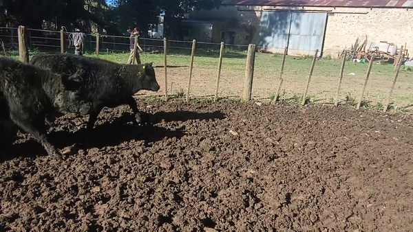 Lote 56 Terneros/as en Espartillar