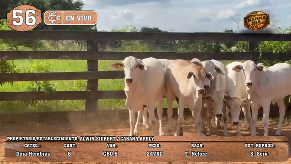 Lote LOTE 56 -EN VIVO
