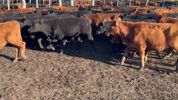 Lote 180 Terneros en Villaguay, Entre Ríos