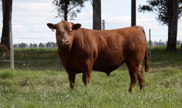 Lote ABERDEEN ANGUS PURO CONTROLADO SA