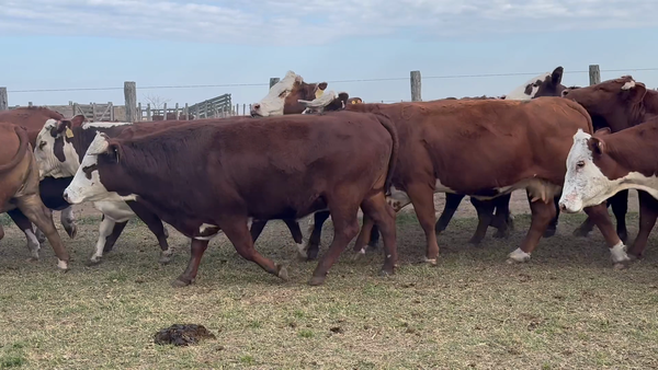 Lote 32 Vacas de invernar en Corrientes, Mercedes