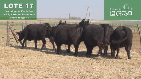 Lote VAQUILLONAS PREÑADAS MAS PARICIÓN PRIMAVERA