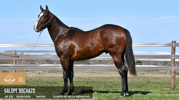 Lote Galope Bochazo