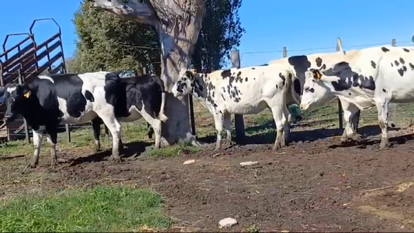 Lote 5 Vaquillonas preñadas HOLANDO en PANTANOSO