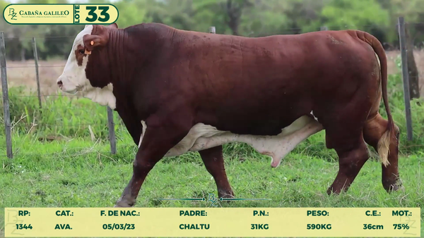 Lote LOTE 33