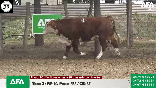 Lote "Cabaña ""3 HERMANOS"" Toros"