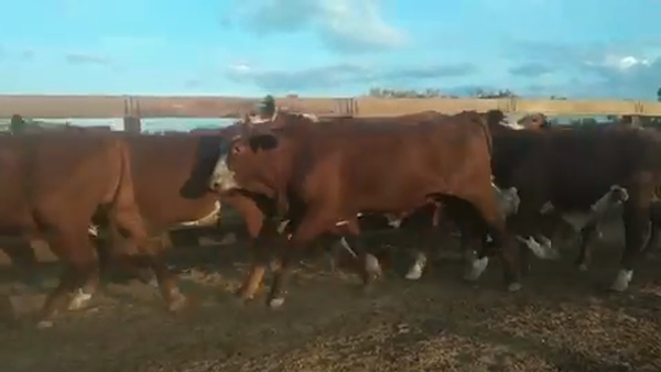 Lote 55 Novillos en Villa R. Bermejito, Chaco