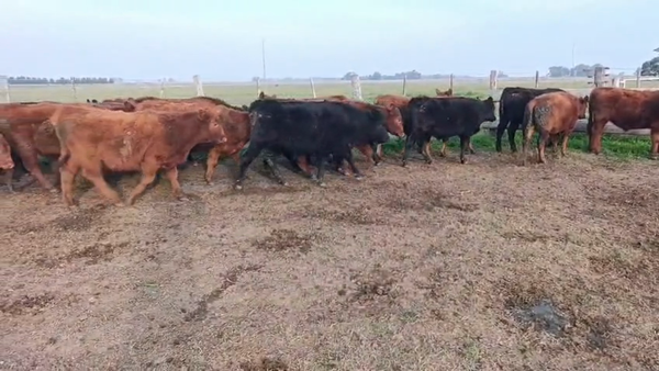 Lote 20 Novillitos