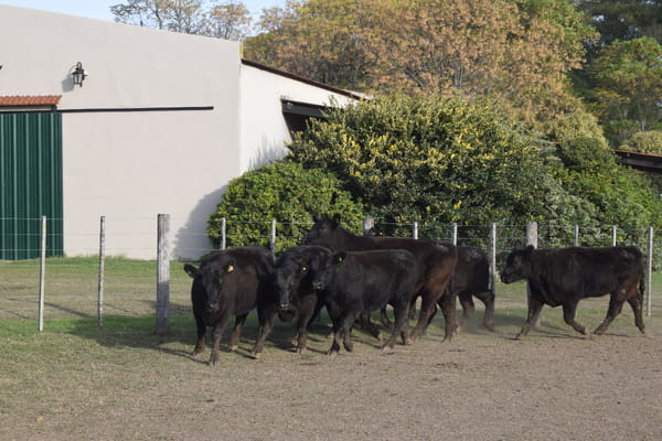Lote CABAÑA “COEMBOTÁ” de Calderón Vientres Generales Negras Preñadas