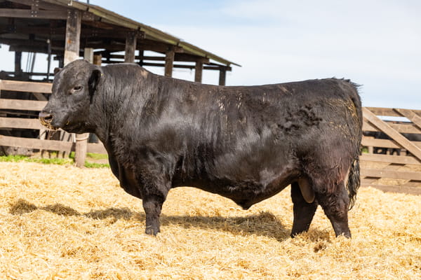 Lote Toro PC