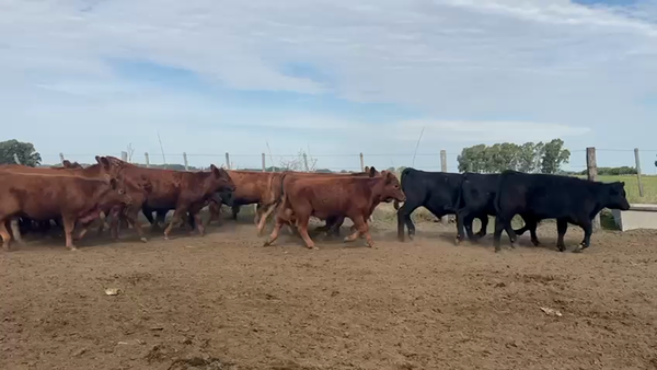 Lote 40 Terneros en Punta Indio, Buenos Aires
