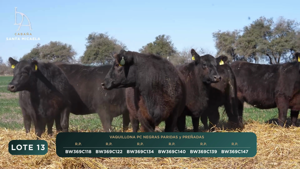 Lote VAQUILLONAS PC PREÑADAS