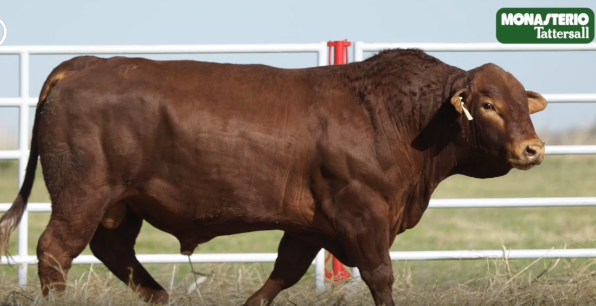 Lote TOROS GENERALES, CONTROLADOS Y REGISTRADOS