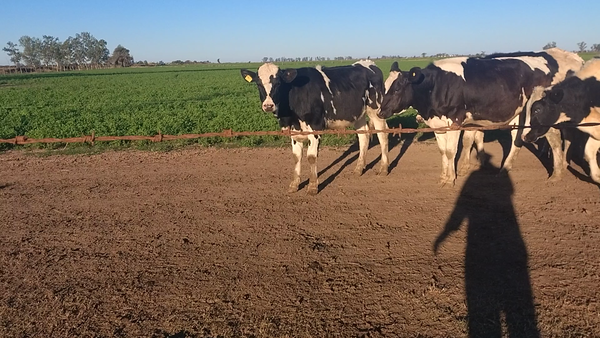 Lote 30 Vaquillonas Holando Argentino p/entorar en Freyre, Córdoba