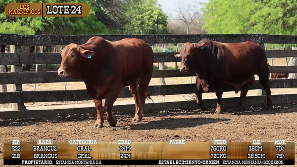 Lote LOTE 24