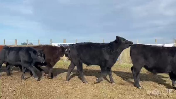 Lote 60 Terneros en Tapalqué, Buenos Aires