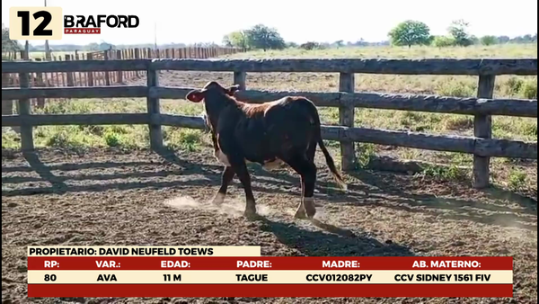 Lote LOTE 12 TERNERAS DE CORRAL