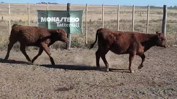 Lote 41 Terneras en Espartillar