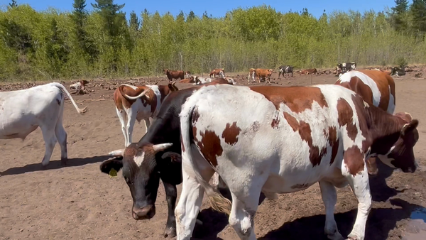 Lote 45 Novillo Gordo en Los Ángeles, VIII Región Biobío