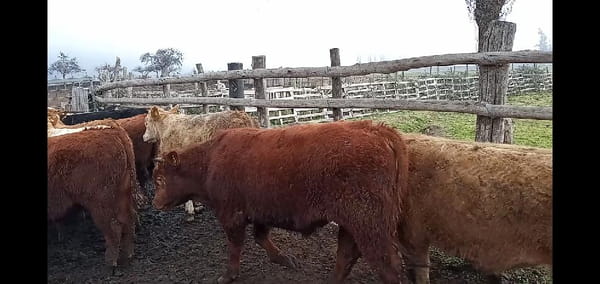 Lote 52 Ternero en Curicó, VII  Región Maule
