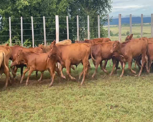 Lote 150 Terneros/as en Candelaria, Mendoza