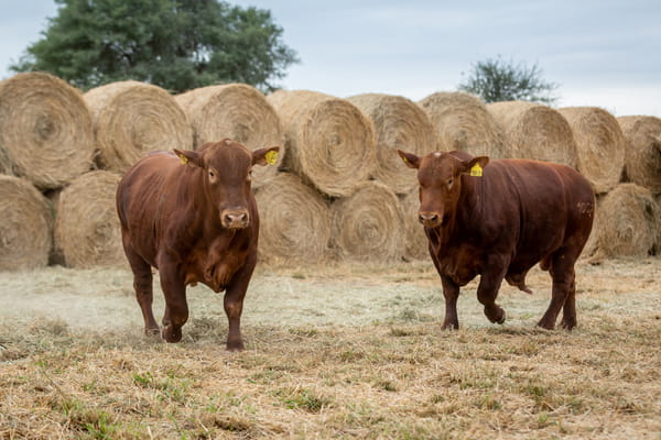 Lote Reproductores Altohondo - Lote 52