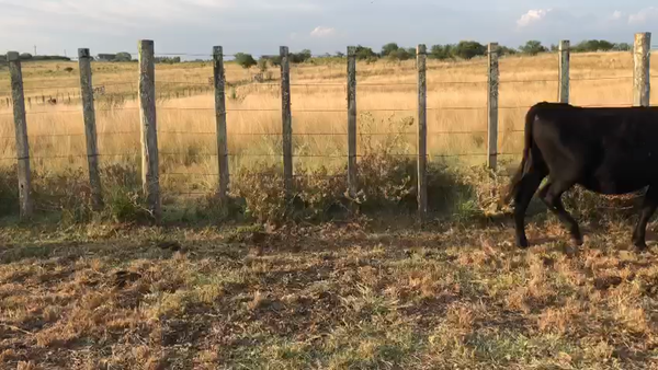 Lote 6 Terneras Angus AA en Entrada a Maruja