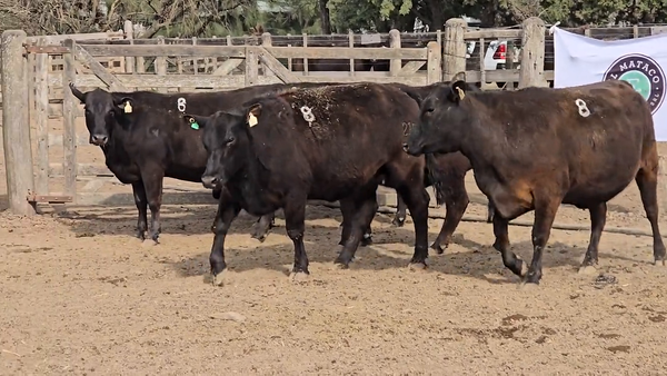 Lote Vacas de El Mataco