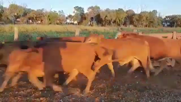 Lote 260 Novillos en Juan José Castelli, Chaco