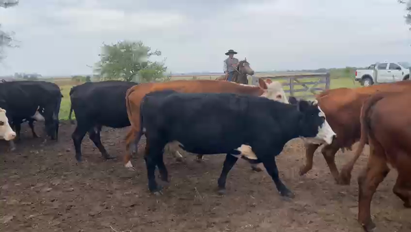 Lote 34 Vacas de invernar en Entre Ríos, Urdinarrain