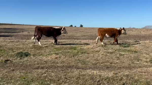 Lote NOVILLOS 1 a 2 AÑOS