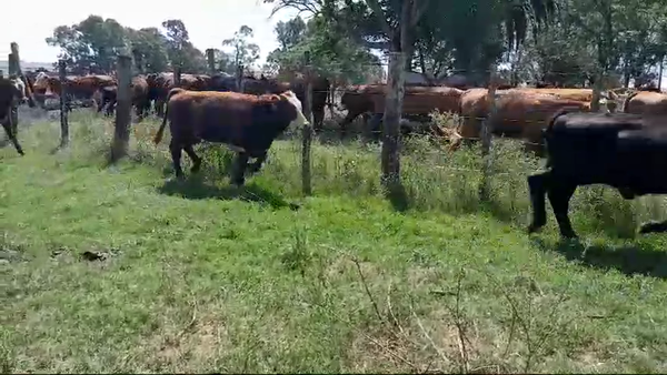 Lote 16 Terneros y Terneras 6 RA x HE,  2 AA x HE,  2 HE,  8 HE x BF 180kg -  en SARANDI DE YACUY. 30 KM DE B.BRUM, 10 KM DE RUTA 3