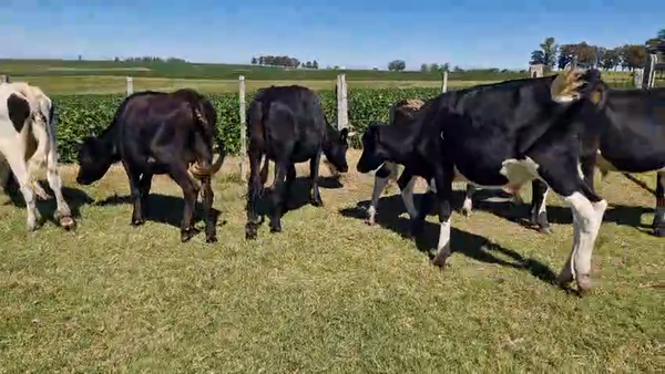 Lote 6 Novillos, San José