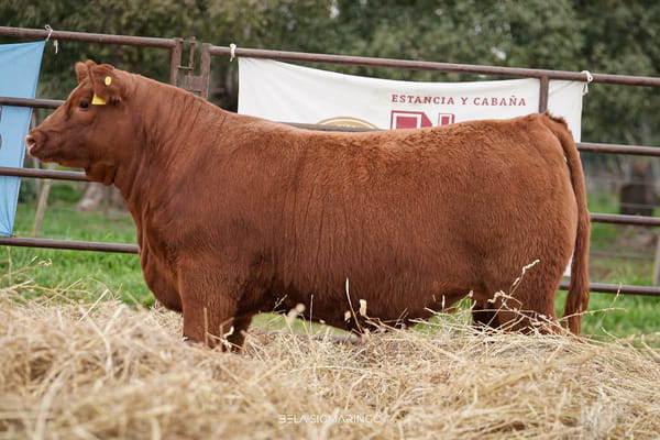 2884 — TERNERAS ANGUS ELITE