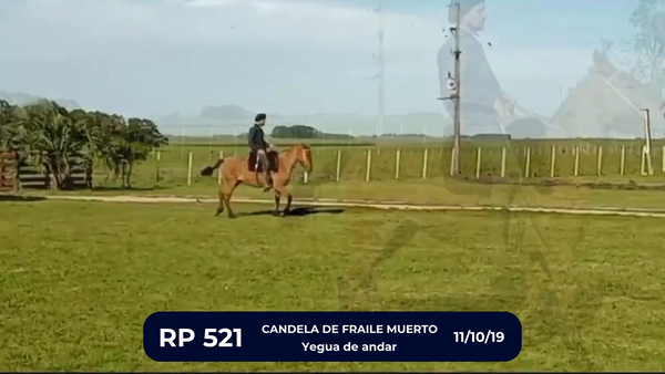 Lote CANDELA DE FRAILE MUERTO